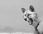 Royal Photographic Society 2025 Winners Revealed in Stunning Gallery