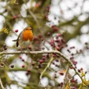 RSPB's Top Tip: Attract Robins to Your Garden This Winter