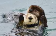 Sea Otter Pup 'Caterpillar' Reunited With Mother in Dramatic California Rescue
