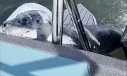 Seal's Dramatic Escape From Orcas by Leaping Onto Boat Near Seattle