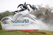 SeaWorld's Troubled Waters: Summer Profits Plunge as Visitor Numbers Drop