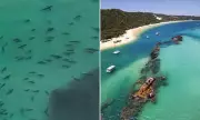 Shark Frenzy: Multiple Sightings Spark Safety Alert at Popular Moreton Island Beach