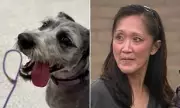 Shocking Discovery: Family Dog Tests Positive for Methamphetamine in California Park