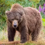 Solo hiker's terrifying face-to-face bear encounter in German Alps