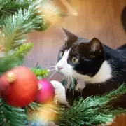 Stop Cats Climbing Your Christmas Tree With 1 Simple Ornament Change