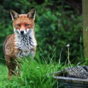 Stop Foxes in Your Garden with Used Coffee Grounds
