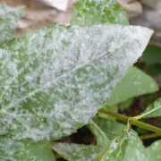 Stop Powdery Mildew with 1 Kitchen Item: Baking Soda Solution