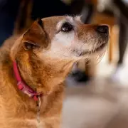 Stop Your Dog Begging: Expert Trainer Reveals Simple Dinner Table Solution