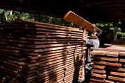 The Green Veneer Cracks: Are Your 'Sustainable' Wood Products Fuelling Forest Destruction?