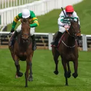 The New Lion vs Constitution Hill: Can the Underdog Triumph at Newcastle?