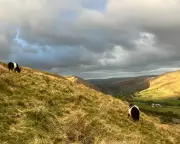 The Quiet Tech Revolution Sweeping British Farms: How Remote Control is Transforming Agriculture