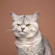 Toddler's Chalk Paint Chaos Turns Family Cat Blue in Priceless Mishap