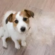 Top 5 Dog Breeds That Don't Shed or Smell, Expert Reveals