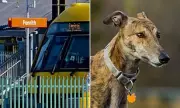Two Greyhounds Die After Being Locked in Train Station Bike Locker