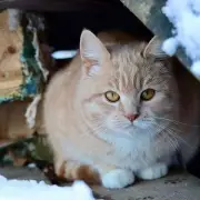 UK Cat Owners Alert: Deadly Antifreeze & Rock Salt Risks in Cold Snap