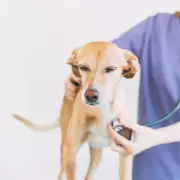 UK Dog Owners Alert: Seasonal Canine Illness Peaks in November