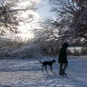 UK Dog Owners Warned as Temperatures Plummet to -11°C