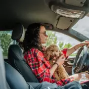 UK Drivers Face £5,000 Fine for Unrestrained Pets in Cars