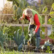 UK Gardeners' Winter Garlic Guide: Protect Plants From Frost