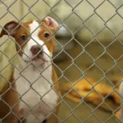 UK Police Seize Over 15,000 Dogs: Check Your Area's Figures