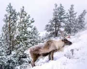 UK's First Major Snowfall Brings 7cm Blanket and Arctic Chill