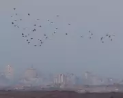 UN Passes Historic Gaza Resolution Granting Trump Control via 'Board of Peace'