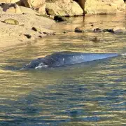 Urgent Rescue Mission for Stranded Fin Whale on Cornwall Beach