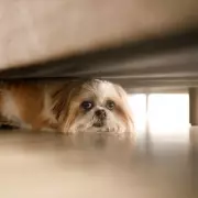 Vet Nurse Reveals 3 Simple Ways To Cool Down Your Dog In Hot Weather