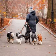 Vets Issue Urgent Winter Dog Walking Alert for UK Owners