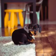 Vet's Urgent 4pm Winter Warning for UK Pet Owners