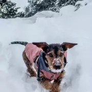 Vet's Urgent Warning: 7 'Serious' Cold Weather Symptoms in Pets