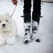 Vet's Urgent Warning: The Exact Temperature Dogs Shouldn't Walk