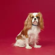 Vet's Warning: Why I'd Never Own a Cavalier King Charles Spaniel