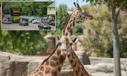 Virginia Zoo Jails Manager Over Missing Giraffe Calves as Silverstone Offers £39k Reward