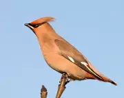 Waxwing Invasion: UK Braces for Charismatic Winter Visitors