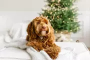 Why Pet Insurance is Essential This Festive Season