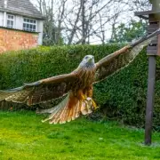 Wildlife Photographer's Bush Disguise Captures Stunning Red Kite Images