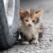 Woman Rescues Two Stray Kittens in Bali in Heartwarming Adoption Tale