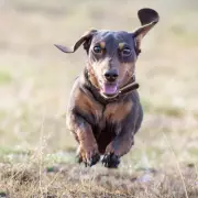 Woman's 'Mini Dachshund' Puppy Grows Into 18kg Jumbo-Sized Surprise