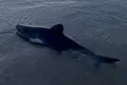 Woman's Quick Thinking Saves Beached Shark in Oregon