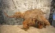 World's Oldest RNA Extracted from 40,000-Year-Old Woolly Mammoth