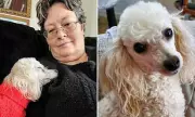 Wyoming Woman Saved by Toy Poodle After Massive Heart Attack