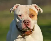 XL Bully Attack: Nine-Month-Old Baby Killed in Gwent Family Tragedy