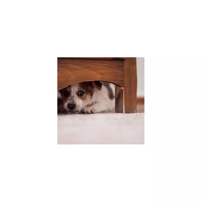 3 Essential Steps to Calm Your Dog's Fireworks Fear This New Year's Eve