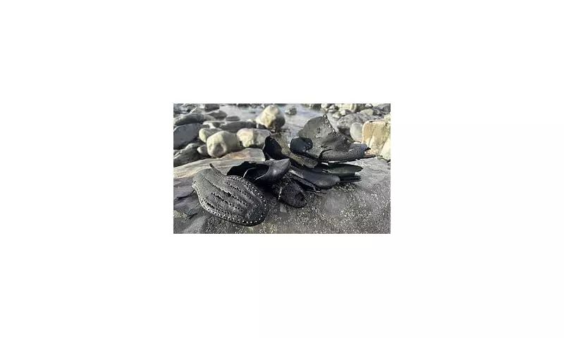 450 Leather Shoes from 150-Year-Old Shipwreck Wash Up on Welsh Beach