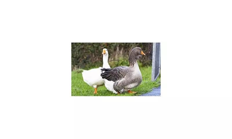 70 Wild Geese Slaughtered in Shocking Christmas Dinner Raids Across East of England