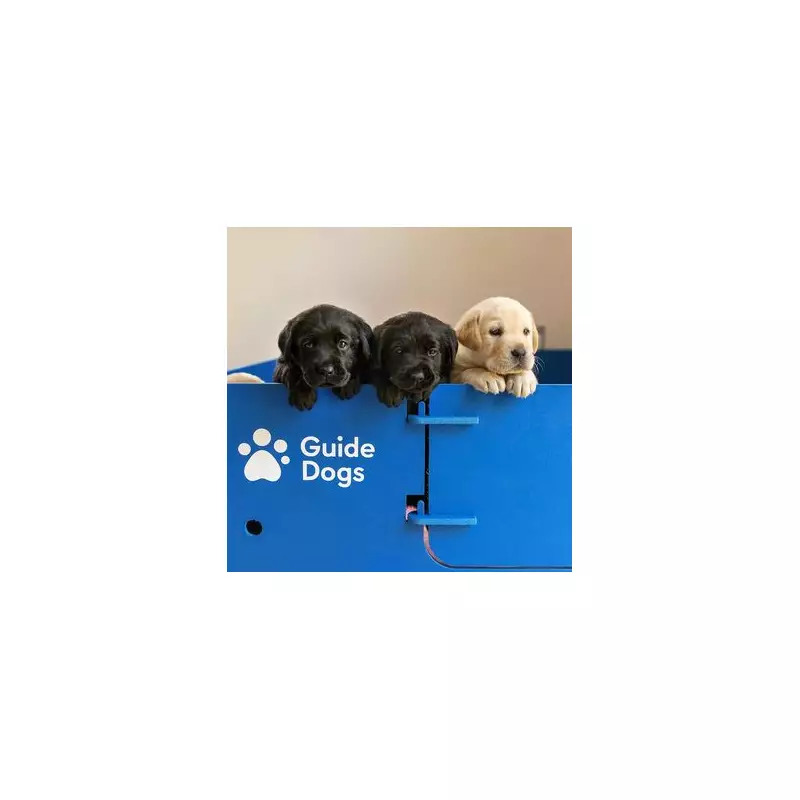 893 Blind Brits Face Long Wait for Guide Dogs Amid Volunteer Shortage