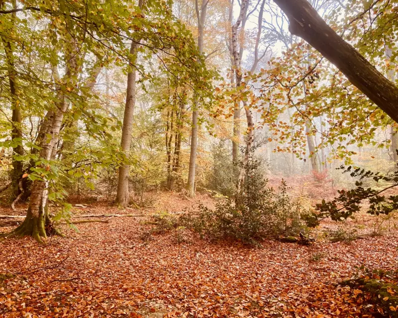 A Broken Leg and Singing Crossbills: A Surreal Winter's Walk in the Forest
