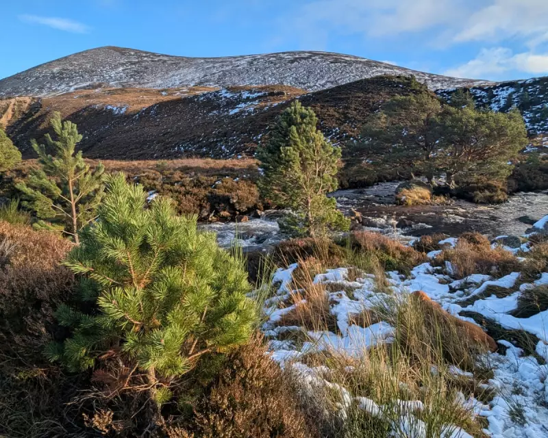 Ancient Caledonian Forest Stages Quiet Comeback in the Cairngorms