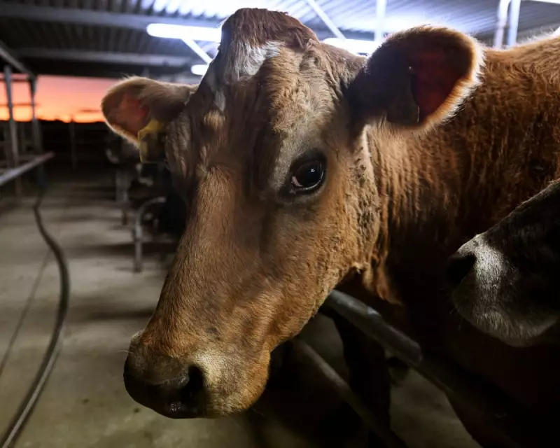 Animal Rights Group's Christmas Billboard Sparks Debate on Ethical Eating